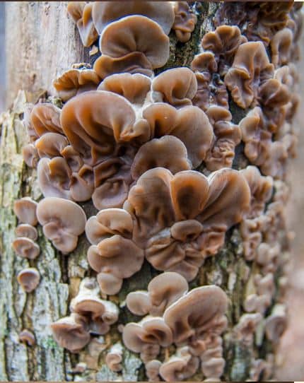 Auricularia_Vitalpilz